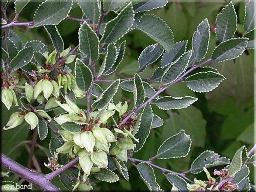 Вяз мелколистный (Ulmus parvifolia) 'Geisha'